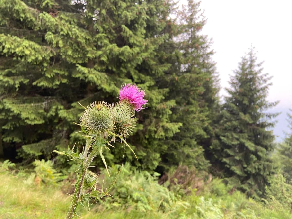 Do-Minus Boutique Home & Private Spa Ca Pedrot Mountain Cottage Monte Carasso Exteriör bild